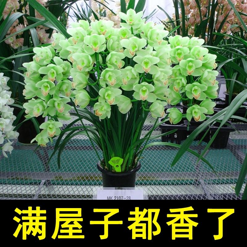 建兰墨兰蕙兰 包养活兰花室内绿植花卉好养 超香玉如意 5苗连体肥料