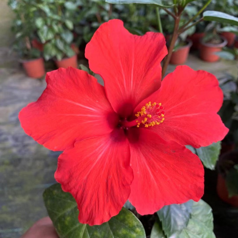 重瓣木槿花盆栽带花苞丹麦独杆扶桑花黄色单瓣室内外 红色单瓣   不含