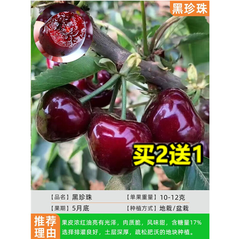 言清车厘子树苗正宗嫁接樱桃树苗石榴树苗枣树苗庭院盆栽地栽果树苗 黑珍珠 粗10公分带土球（结果爆满）