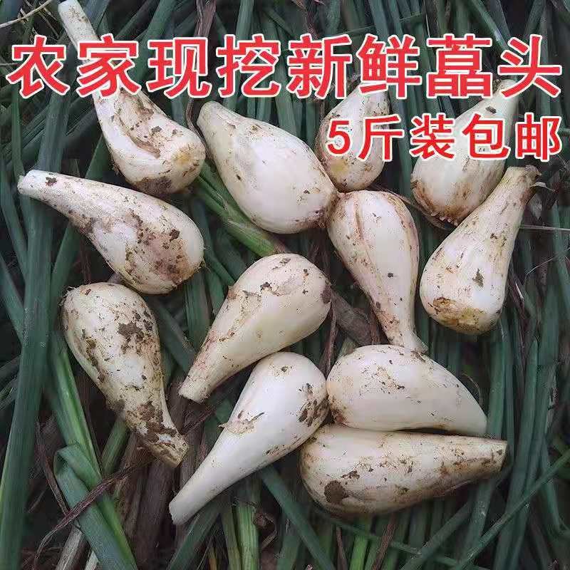 2022藠头新鲜茭头农家自种新鲜荞头叫头野生大教头去须去叶 2500g(5斤