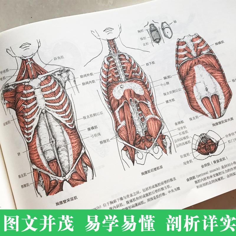 运动解剖学图谱修订第3版人体解剖医学解刨书体适能健身运动解 运动