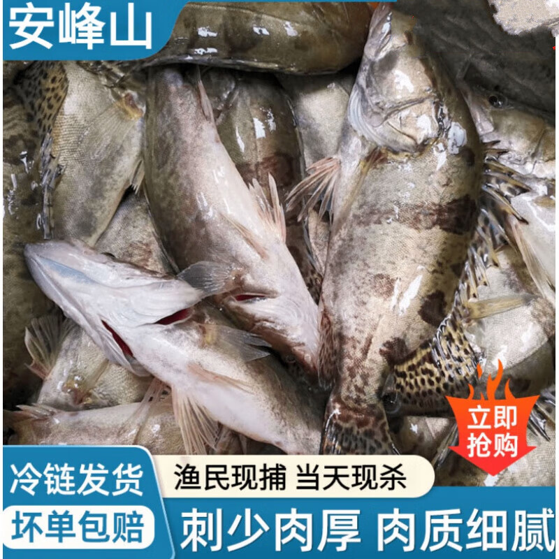 安峰山季花鱼桂花鱼新鲜鳜鱼鲜活现杀桂鱼季花鱼冰鲜桂花鱼鳌花鱼
