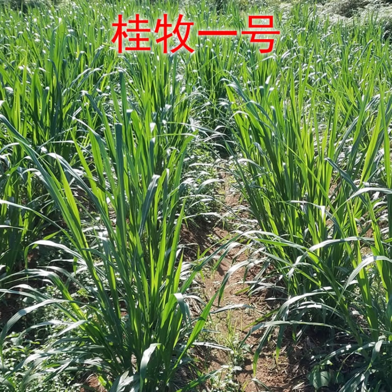 杂交象草种子多年生四季高产草籽南方养殖草籽好客花乡 桂牧一号100节