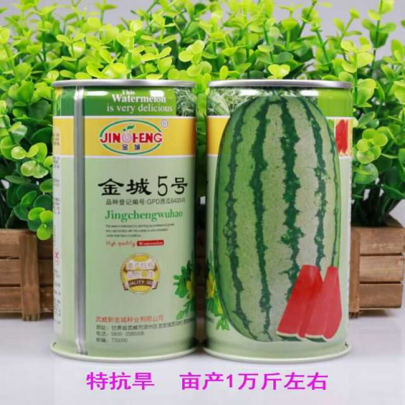 正宗号西瓜种子特大甘肃武威产红瓤亩产万斤耐旱原装粒 金城五号50粒