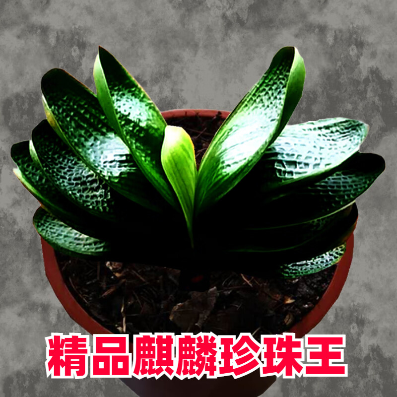 文静花坊花姬 东北精品君子兰麒麟珍珠王宽短叶麻脸小苗水晶盆栽虎头