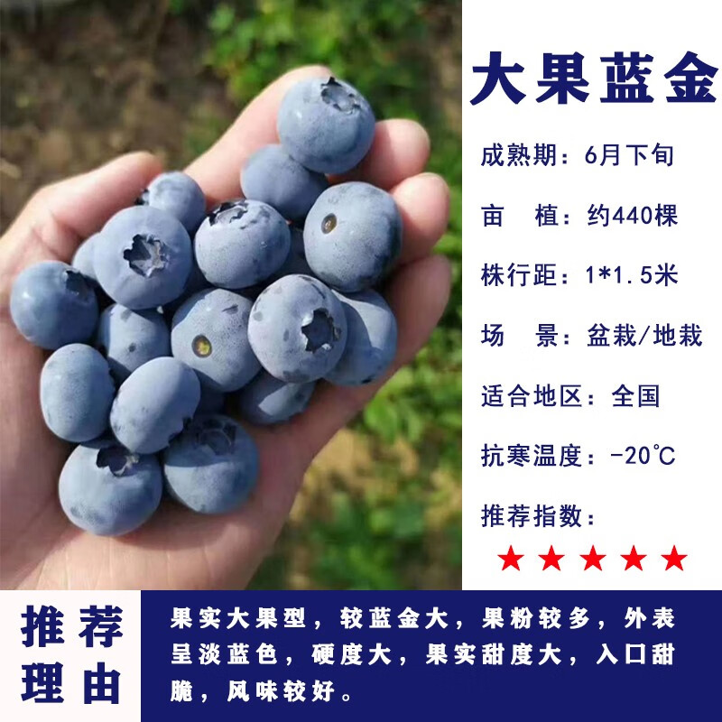 黑珍珠特大蓝莓果树苗南北方庭院阳台种植蓝莓树苗原土发货 大果蓝金