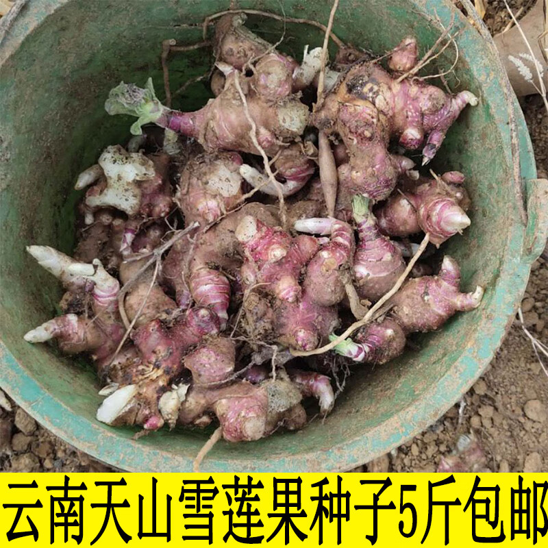 禾之润天山雪莲果种子雪莲果种球种苗新鲜现挖现发红泥沙天山雪莲果苗