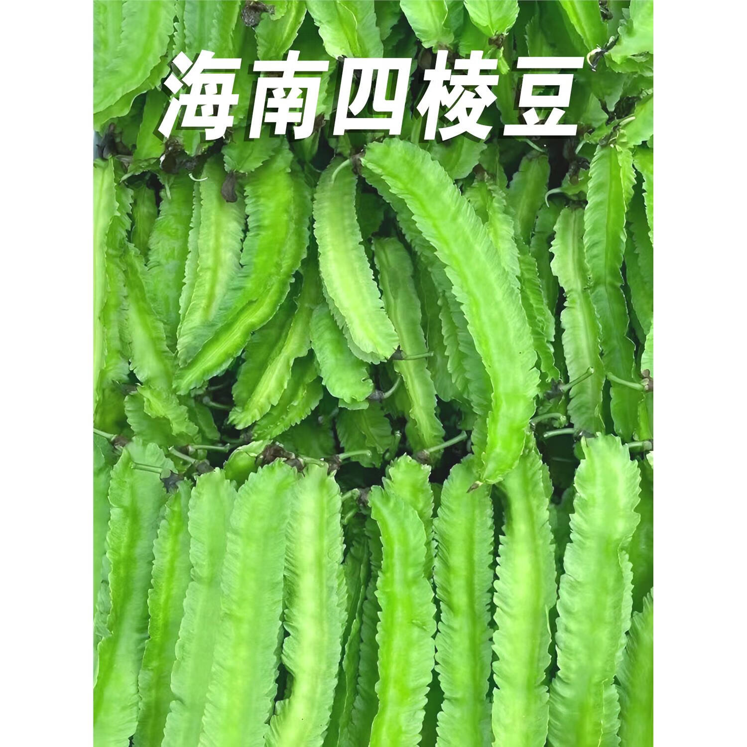 海南豆角四棱豆四角豆龙角豆皇帝豆鲜嫩应季新鲜蔬菜现摘整箱 3斤