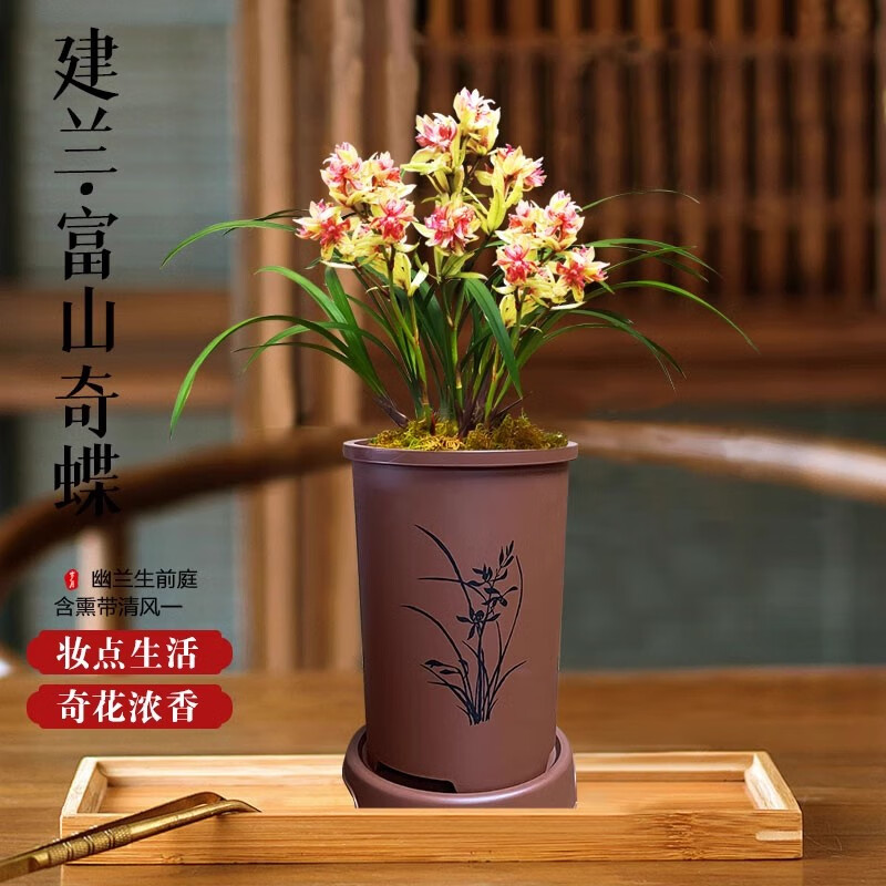 劉閣蘭花现带超多花芽建兰 富山奇蝶 奇花浓香四季兰庭院盆栽绿植花卉