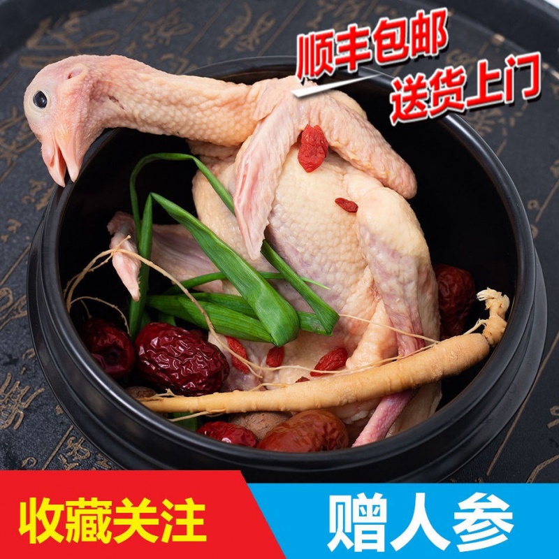 鸽子肉乳鸽土鸽子农家散养活体炖汤烧烤真空肉鸽 姬美食尚 精品乳鸽2