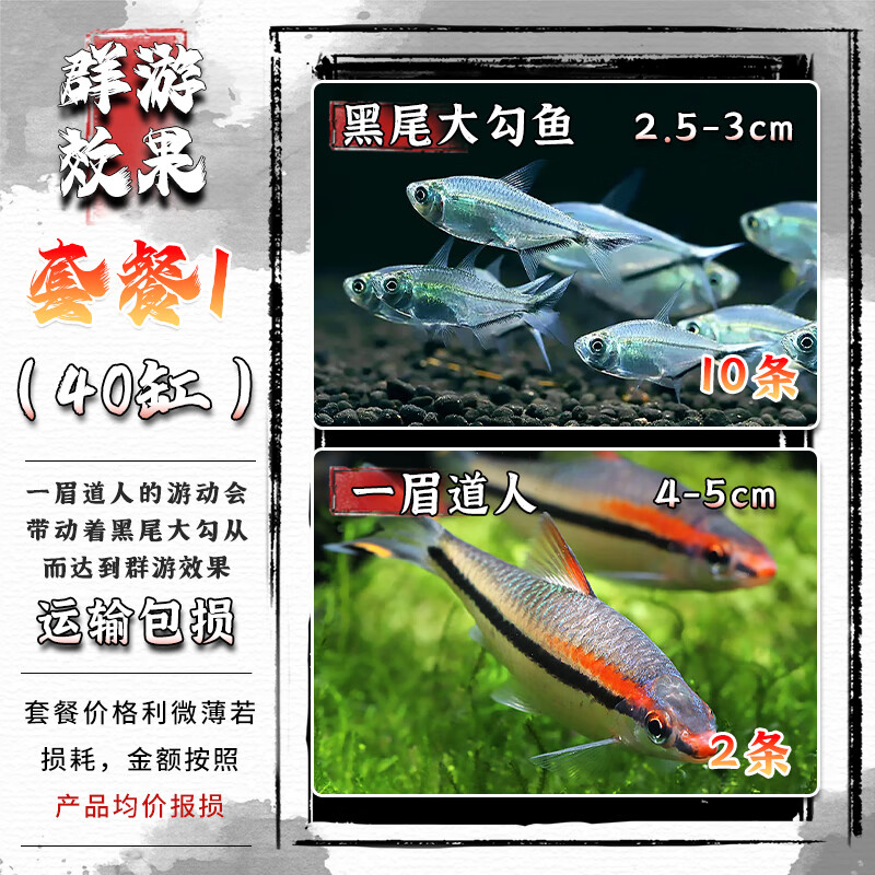 一眉道人鱼红眉道人鱼草缸群游鱼小型鱼活体热带观赏鱼黑尾大勾鱼