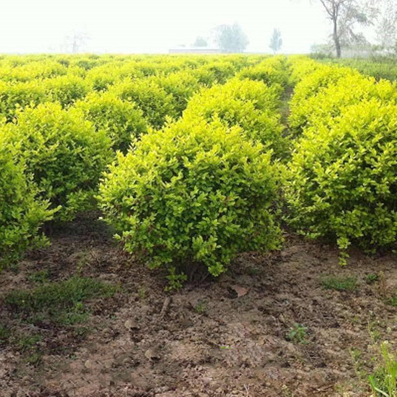 滨淇金叶女贞绿化彩色观叶常绿耐寒苗木 金叶女贞球冠幅61-80cm1棵