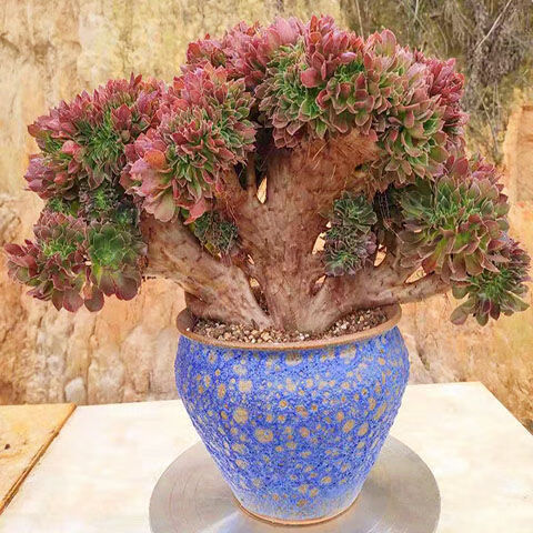 墨薰槿卡梵硕韶羞法师缀化法师系列多肉植物绿植花卉老桩缀化韶羞缀化