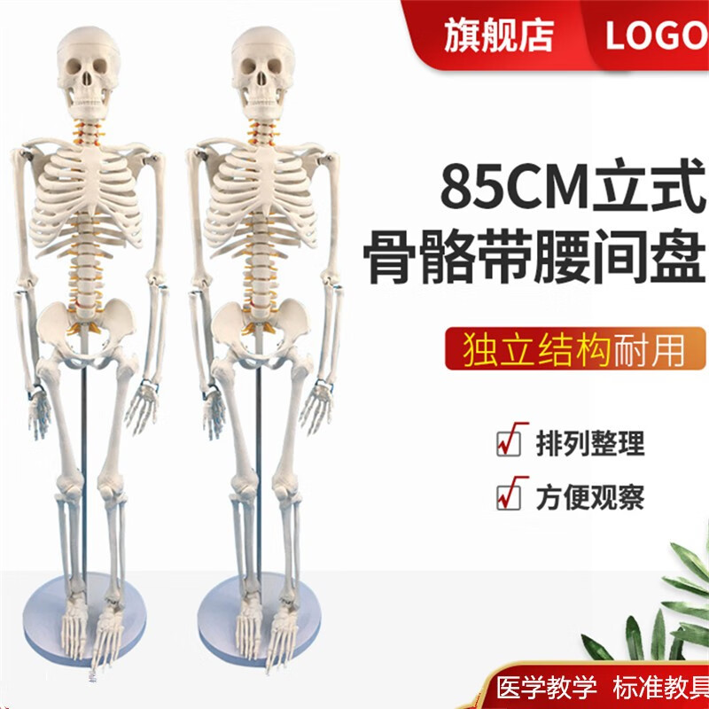 85CM人体骨骼模型骨架人体模型成人小白骷髅教学脊椎全身骷髅标本带脊柱神经带椎间盘 肌肉着色韧带 A款85cm立式骨骼带椎间盘及神经