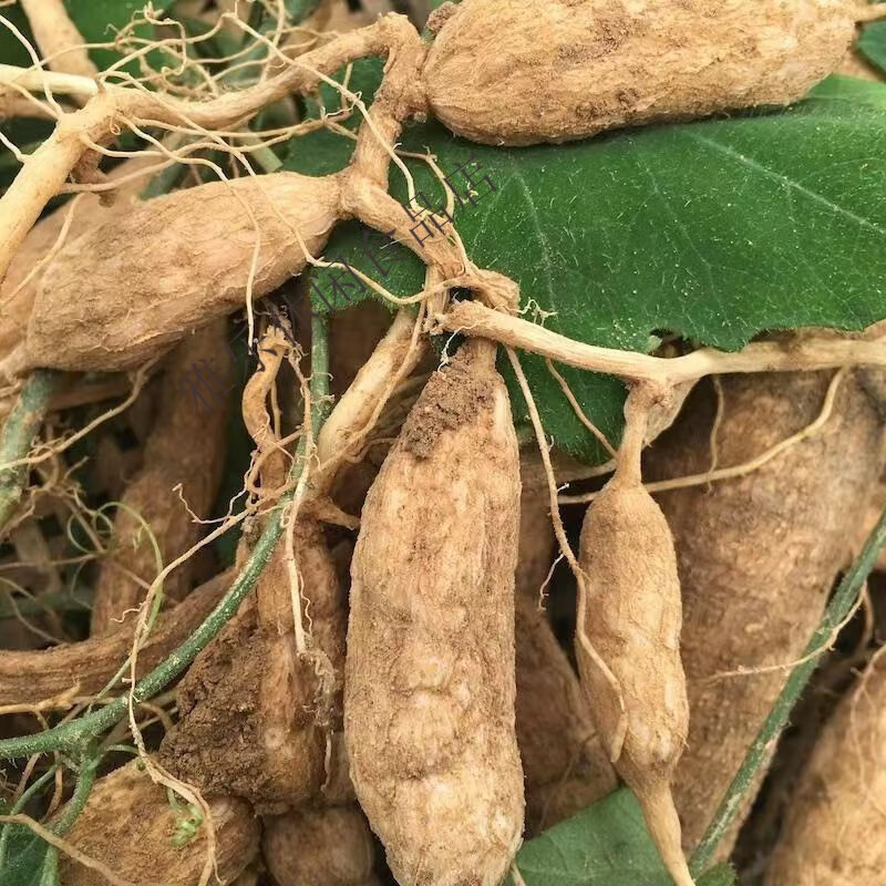 内廷上用原材料神农架新鲜现挖纯野天花粉瓜蒌根栝楼糖瓜蒌蒌瓜瓜楼瓜