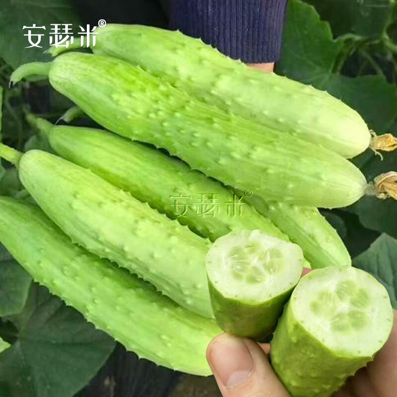 安瑟米 海阳白玉黄瓜种子苗耐热水果黄瓜金童玉女奶油白皮春季 海阳