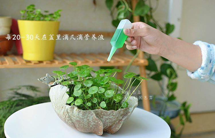 顾致竹子水培植物营养液无土长水盆栽土栽种菜铜钱草 1盒(6支)