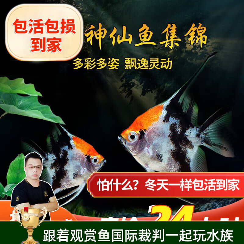 观赏鱼七彩神仙鱼热带鱼秘鲁神仙中型热带鱼观赏水族活体 红头三色2条