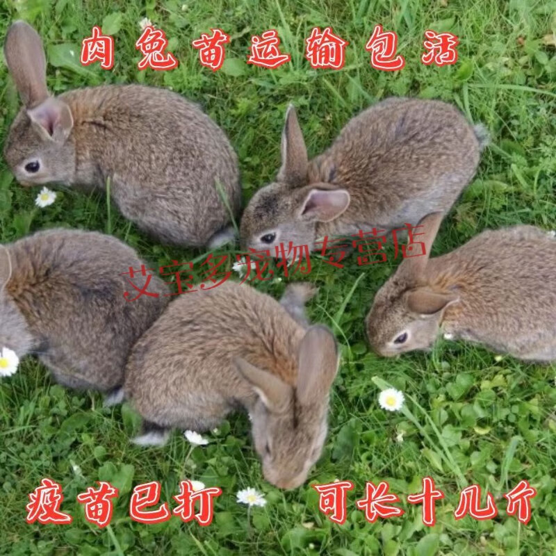 宝诺滋【兔苗】大型散养肉兔纯种比利时小白兔子活幼兔苗新西兰可繁殖