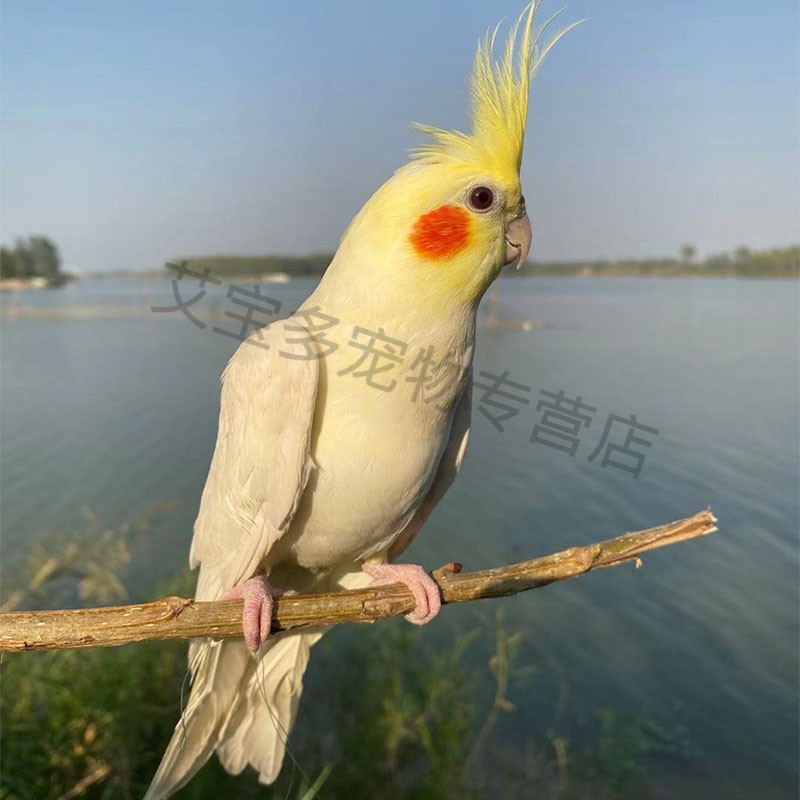 黄化红眼虎皮鹦鹉图片