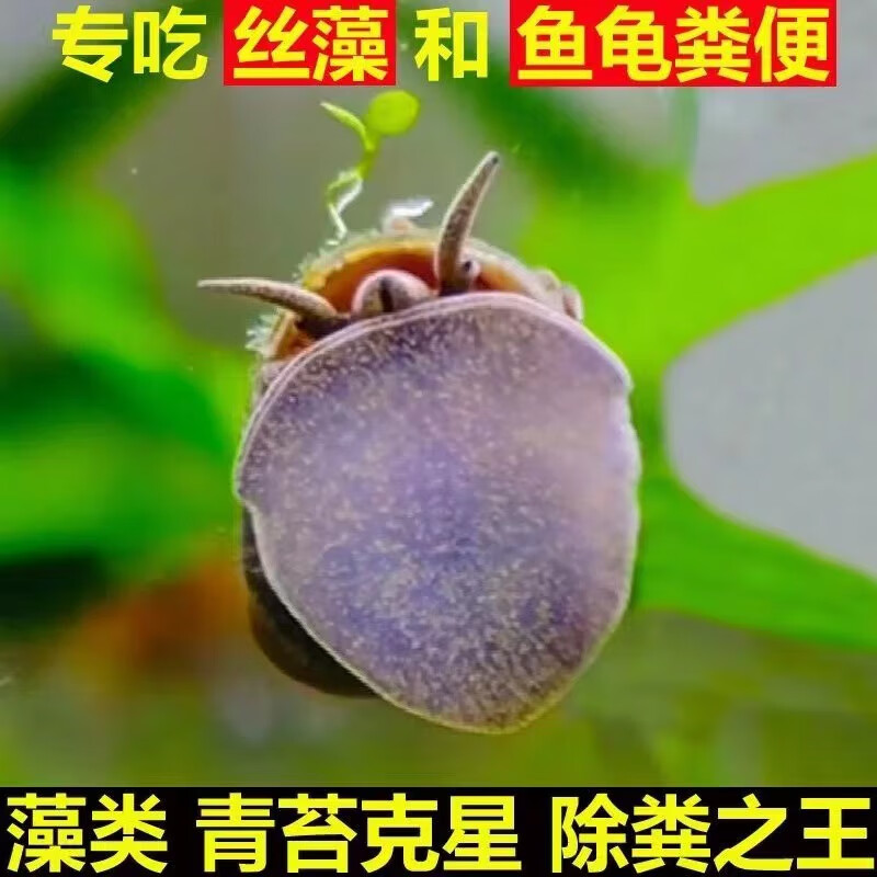 黄金蚬专吃鱼屎粪便鱼缸观赏清洁工具螺净化水质冷水观赏黄金河蚌 4-5厘米除藻工具螺4只不吃水草
