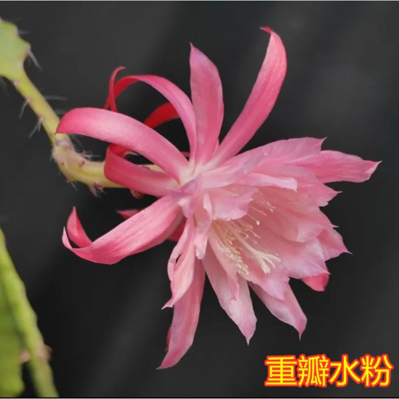 阑兮阁令箭荷花昙花大花重瓣品种带根苗花卉绿植盆栽 细瓣水粉10到15