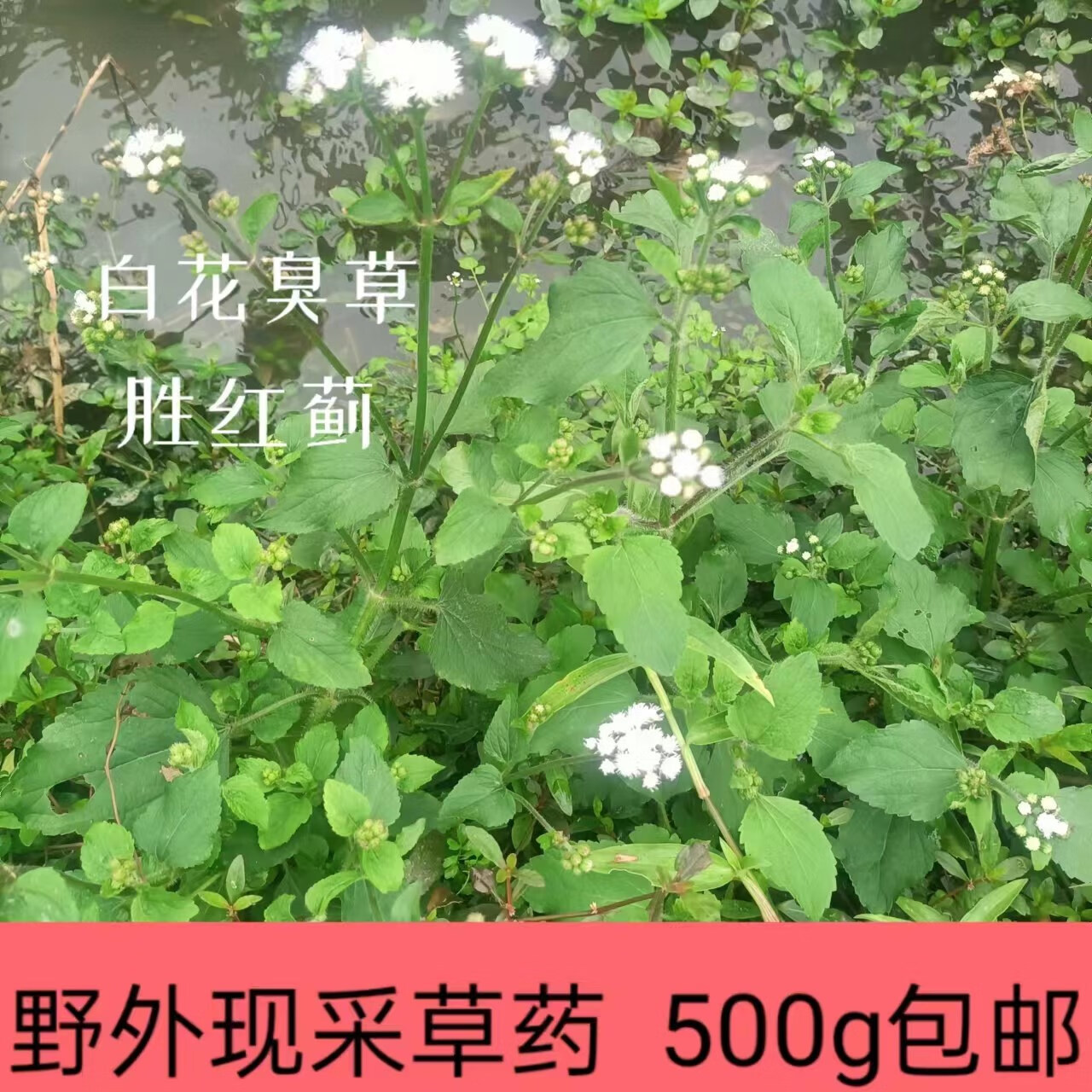 宜安堂新鲜白花臭草野外现采现发胜红蓟草藿香蓟百花草500克