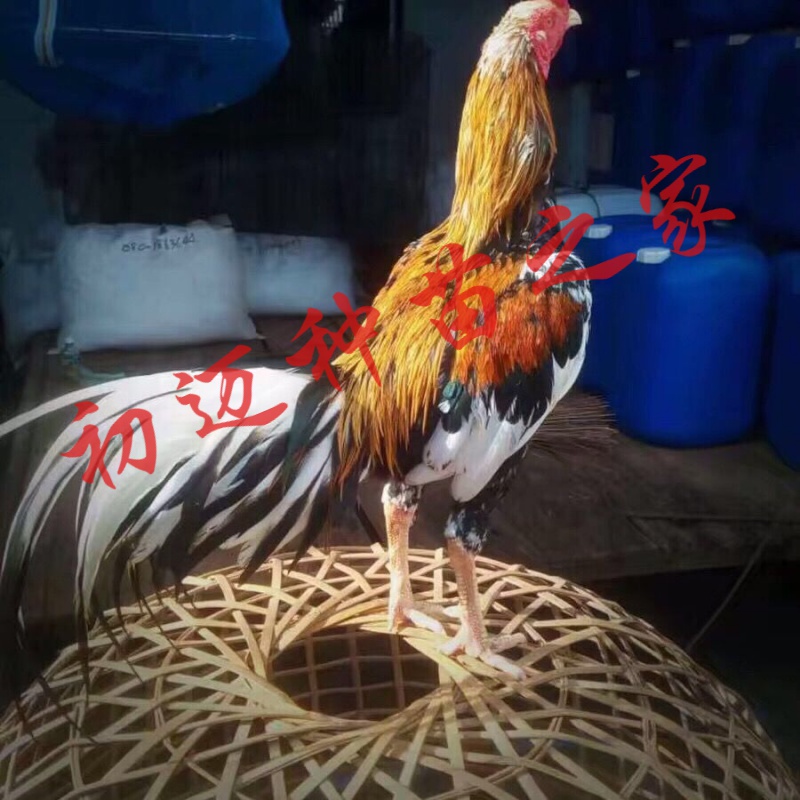 越南鬼子斗鸡苗活体批发 盖沙斗鸡种蛋缅甸斗鸡纯种斗鸡蛋泰国剑尾