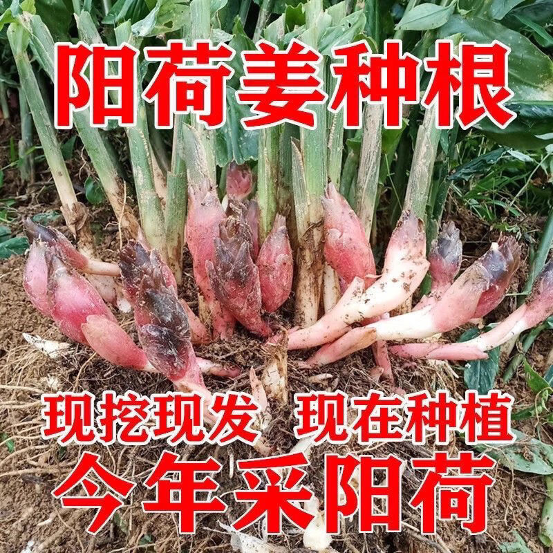 阳荷姜种子根种苗批发四季农家蔬菜野菜现挖恩施新鲜洋荷姜种子苗