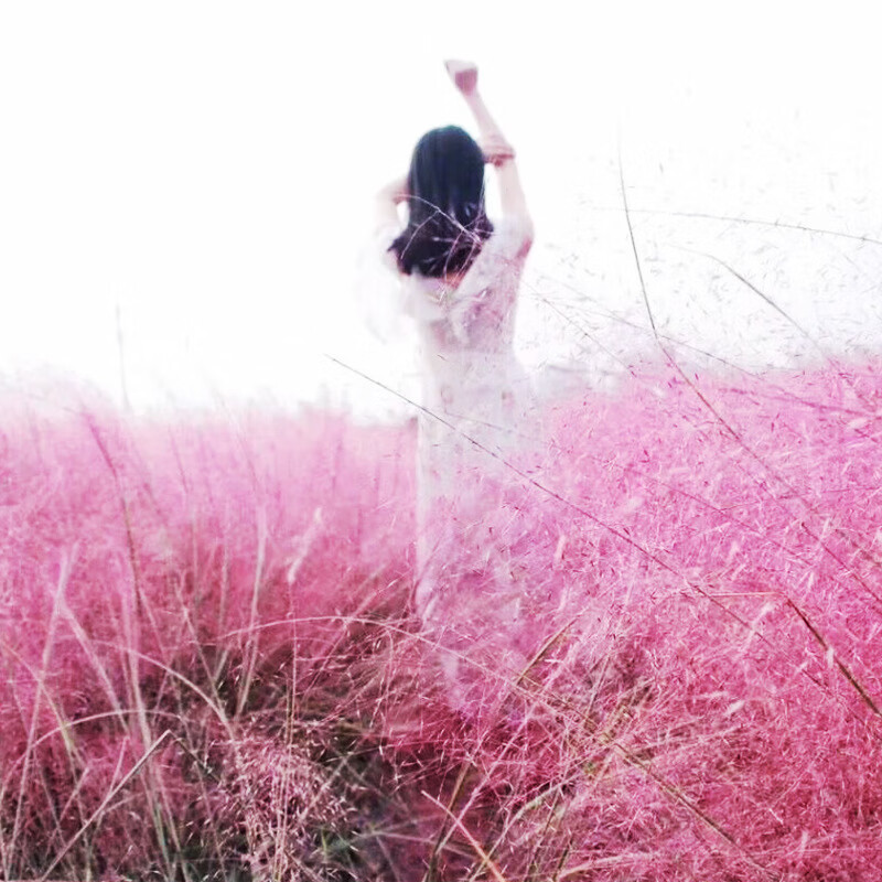 前岔 粉黛乱子草种子 网红草花种籽子毛芒乱子草多年生花种子景观花