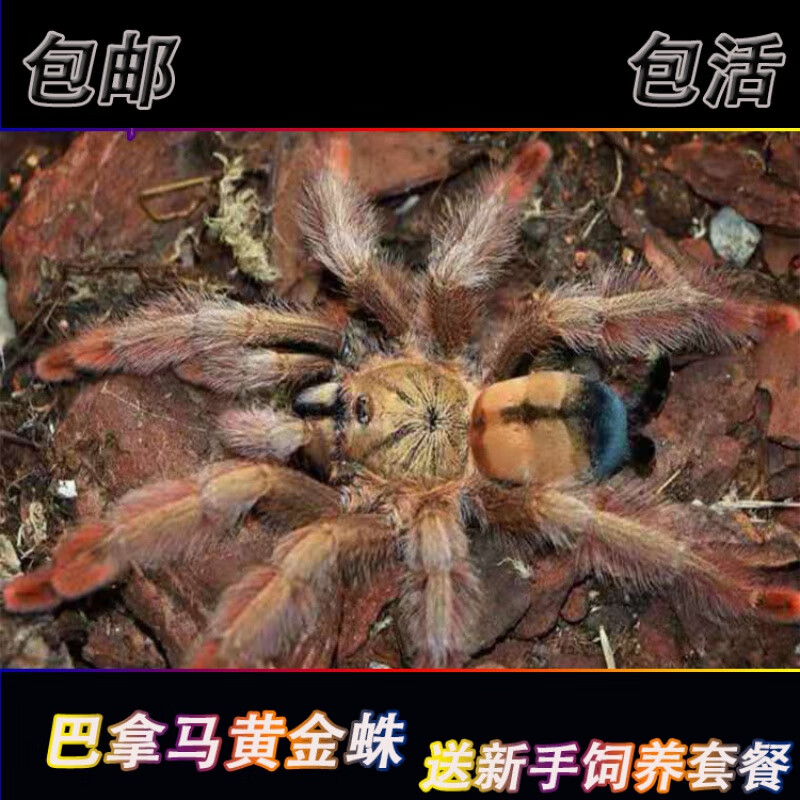 族萃新手巴拿马黄金蛛3-13cm宠物蜘蛛金色树栖蜘蛛 2.5cm 套餐