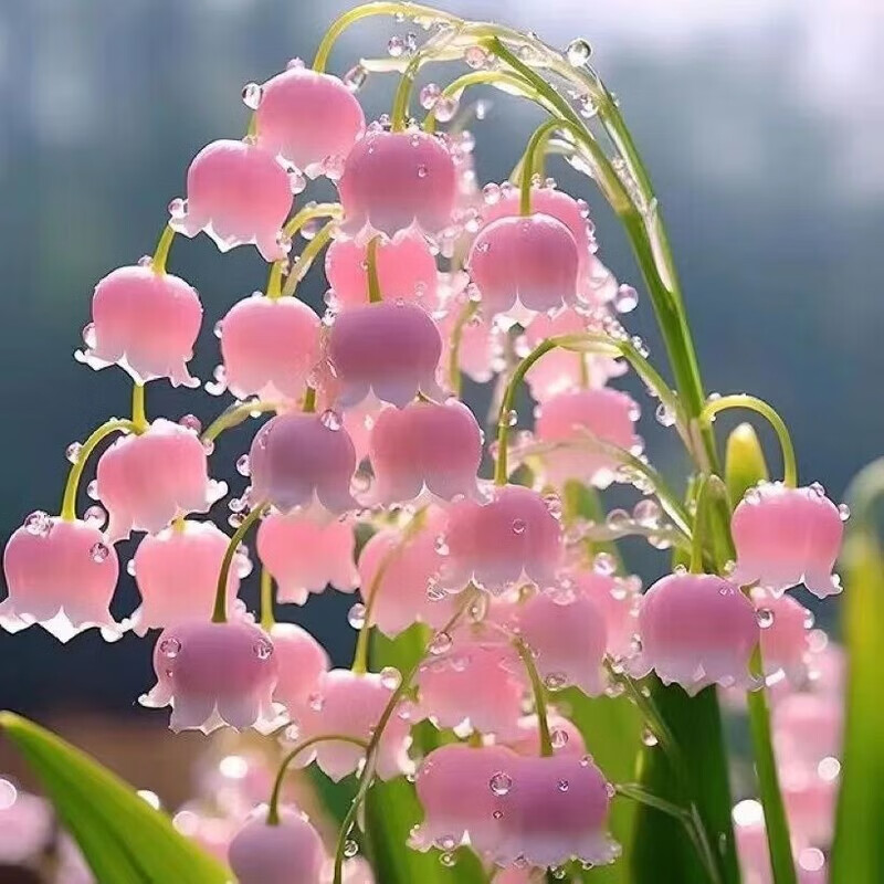 花苗带芽浓香植物四季开花室内花卉耐寒盆栽绿植 粉色铃兰(公主爱) 20