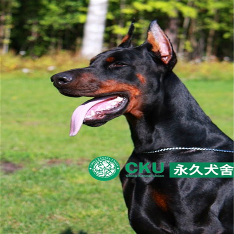 别态萌纯种德系杜宾犬 幼犬 赛级双血统大型犬立耳杜宾犬幼崽活体宠物