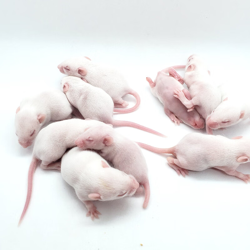 活体小白鼠乳鼠开口料红皮无菌爬宠猪鼻玉米粮饲料猫粮 5只粉皮2.