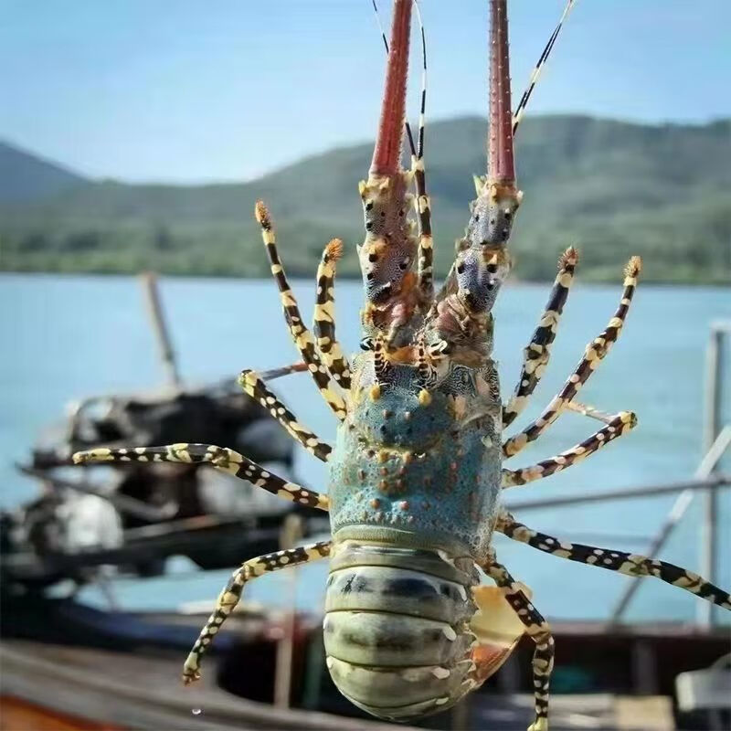 燕江澜锦绣大花龙活冻鲜活大花龙小青龙活冻花龙虾冷冻澳龙大龙虾可