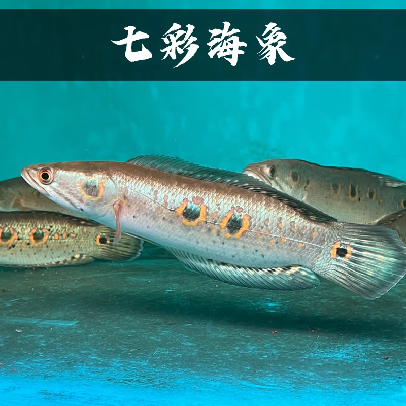 水财神铅笔鱼七彩海象小盾鳢鱼多曼大型凶猛肉食鱼观赏鱼雷龙鱼 七彩
