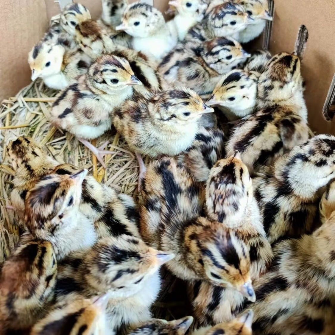 孵化鲜活小山鸡苗出壳七彩苗纯种山鸡活苗土鸡苗包活 买15只 5只到货