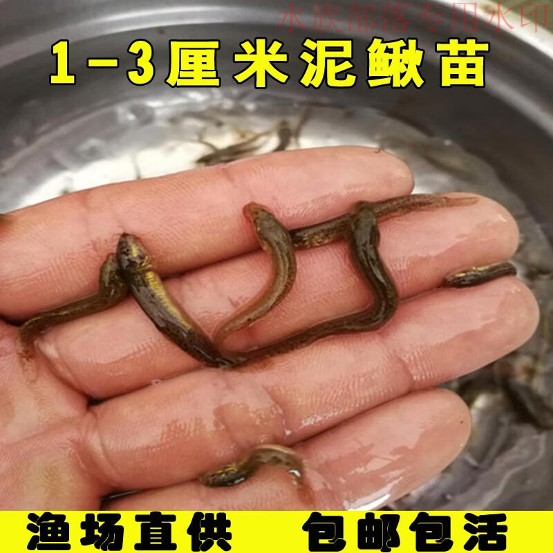 泥鳅鱼苗淡水鱼养殖食用乌龟龙鱼活体饲料筏钓青鳅鱼鳅苗批发 30条1-3