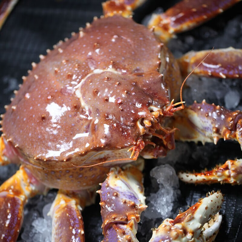 【活鲜】喵和渔 鲜活帝王蟹帝皇蟹俄罗斯大螃蟹阿拉斯加海鲜 4.1-4.5斤/一只 （鲜活发货）