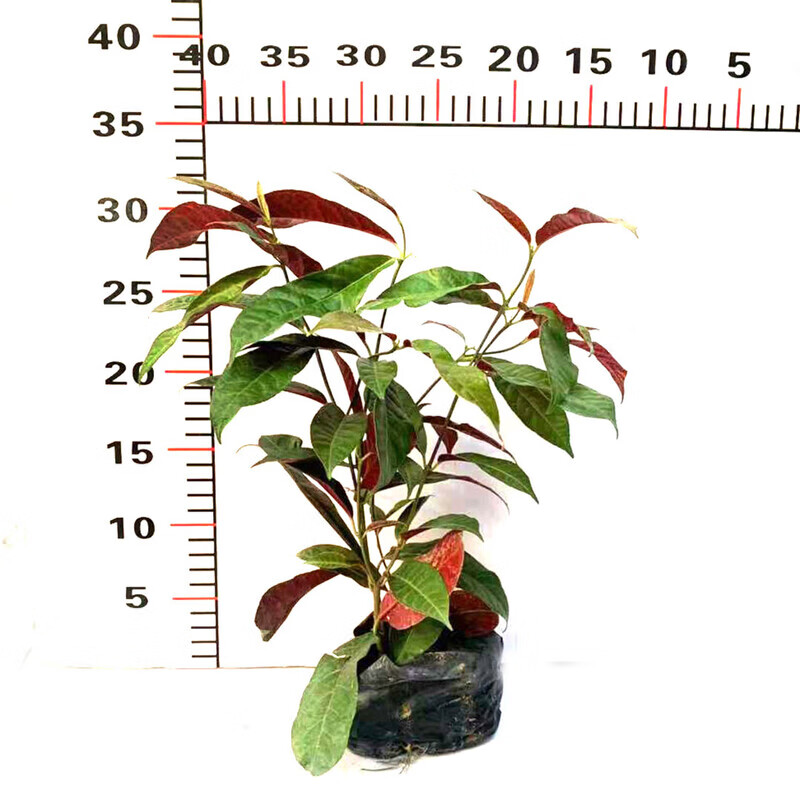 小叶龙船花翠芦莉耐热红背桂耐热耐晒盆栽室外阳台庭院绿植观叶苗 红