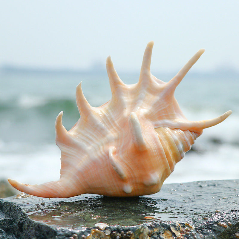 万宝螺天然超大贝壳海螺四大名螺礼品鱼缸造景水族装饰品摆件 千手