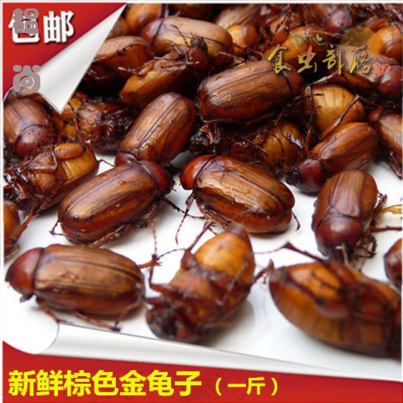 金龟子棕色金龟子金色瞎撞子胖孩铜孩油炸昆虫烧烤生鲜冷冻500克