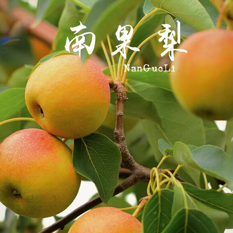 【新品】南果梨东北特产鞍山新鲜应季孕妇水果正宗酒梨香水梨 2斤 【礼盒】精选果/20枚 +礼推荐