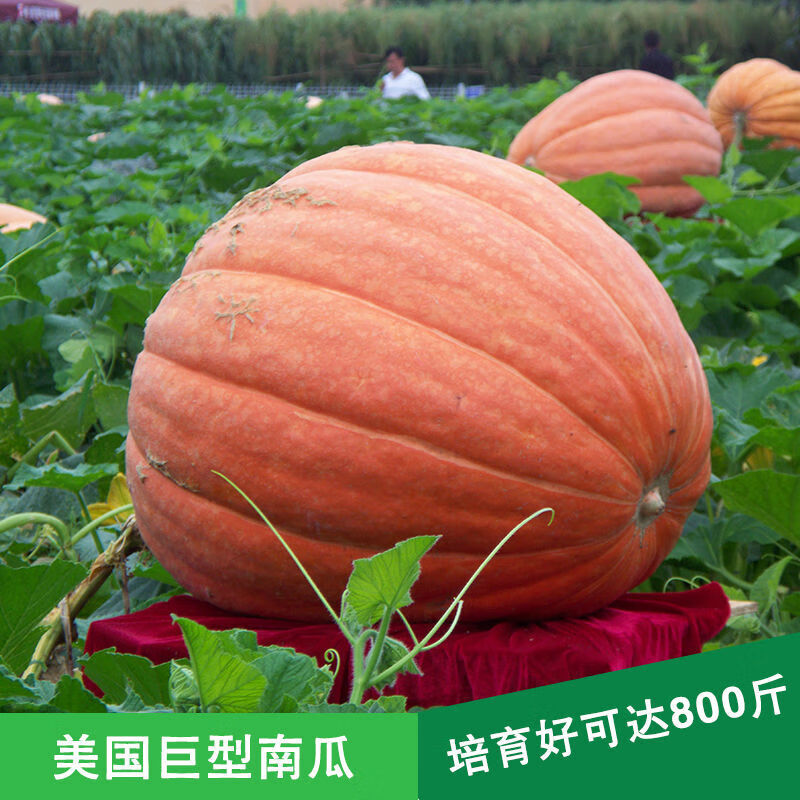 香葶苑英国大南瓜巨型南瓜太空南瓜新品种大田蔬菜种子春播蔬菜种子瓜