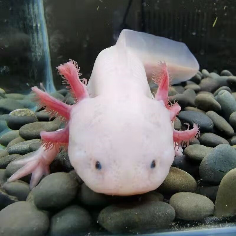 墨一六角恐龙鱼淡水鱼冷水鱼蝾螈水族爬行宠物鱼观赏鱼网红鱼六角龙鱼
