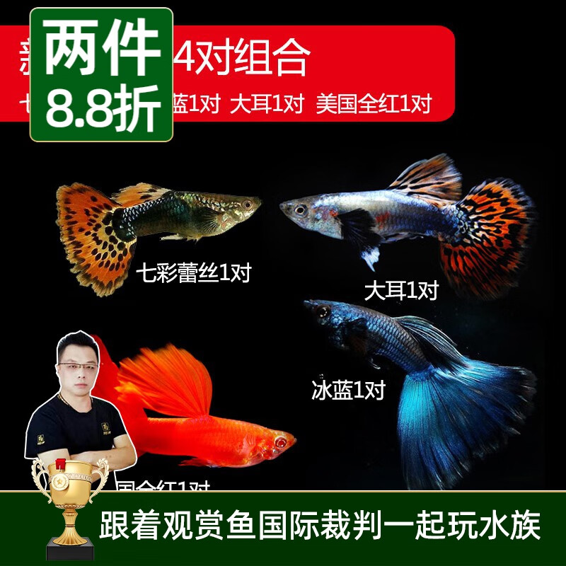 美人雾孔雀鱼观赏鱼活体凤尾鱼斗鱼宠物活体小型热带鱼活体活鱼 孔雀鱼新手套餐4对（3cm左右）怎么样,好用不?