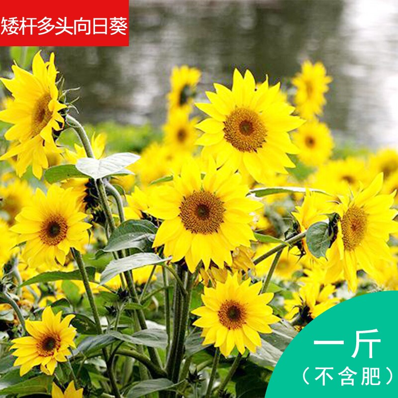 向日葵种子食用瓜籽多彩油葵多头葵花种子庭院景观花卉盆栽植物花骏楷
