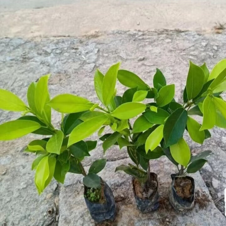 黄金榕黄心榕黄叶榕黄金叶金叶榕绿植盆栽榕树行道园景绿篱树常青 三