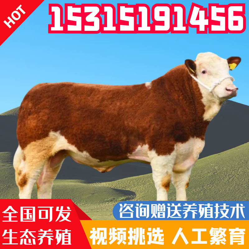 纯种西门塔尔牛肉牛小牛犊子活牛改良杂交肉牛大型种公牛养殖出售