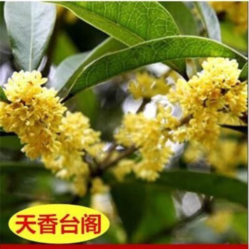 桂花树苗嫁接四季花卉盆栽阳台室内观花植物带花庭院 天香台阁当年